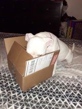 ROSIE O. review photo