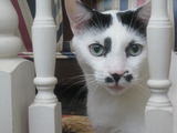 CRAZY CAT LADY review photo