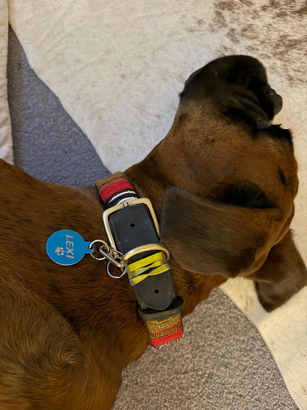 Round Pet Tag - Blue Aluminium