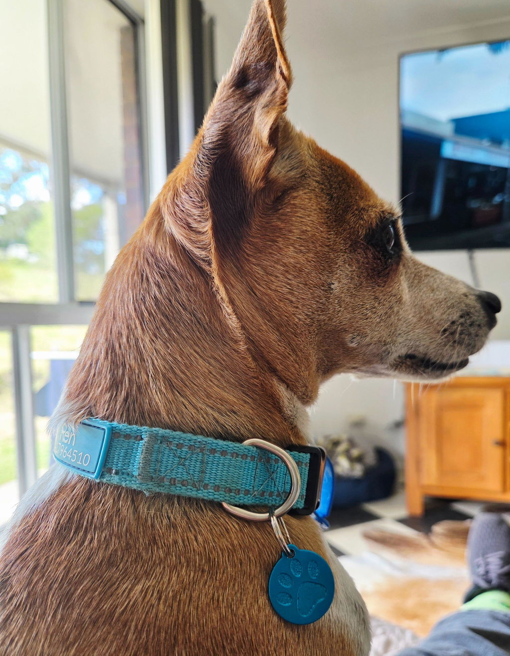 Pawzo Dog Tag
