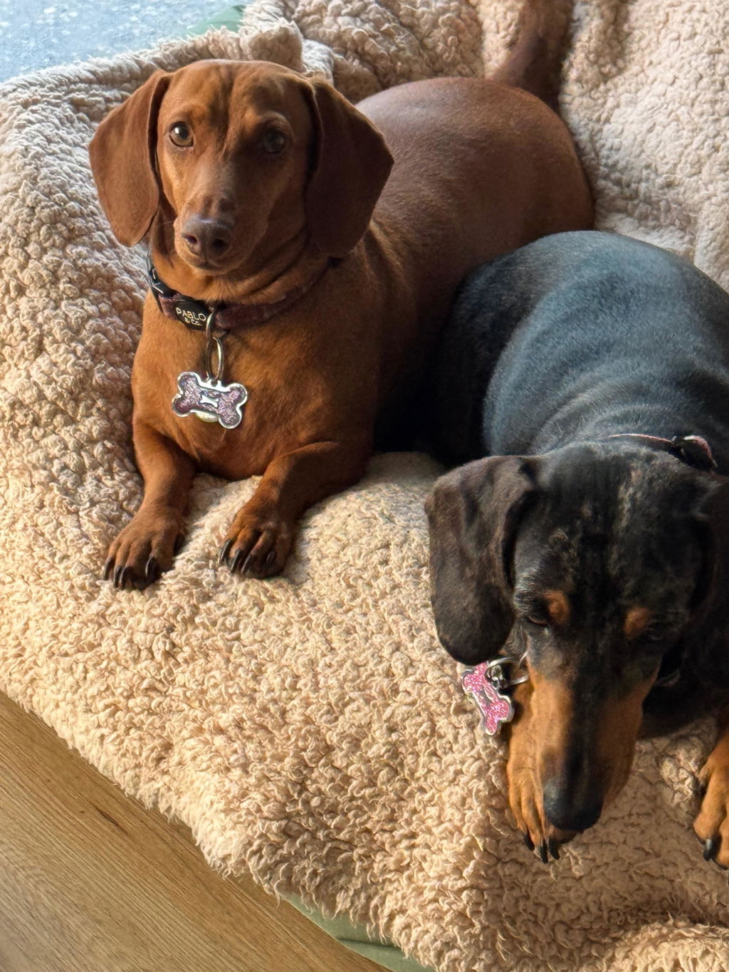 Bone Dog Tag - Glitter Blue