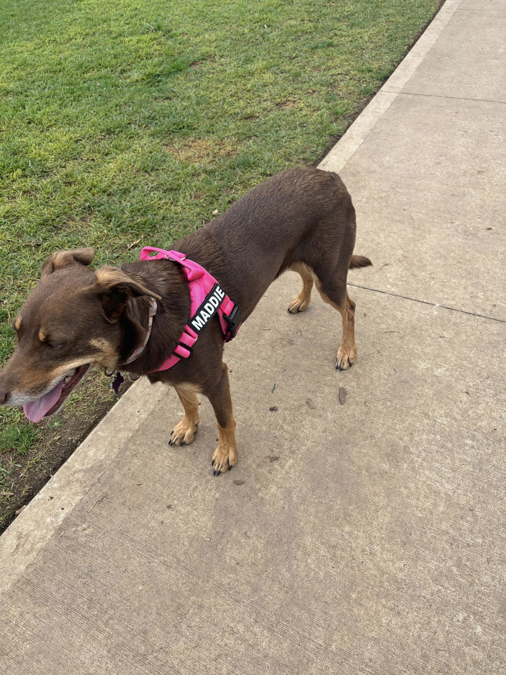 Personalised No-Pull Dog Harness with Reflective Straps - PINK