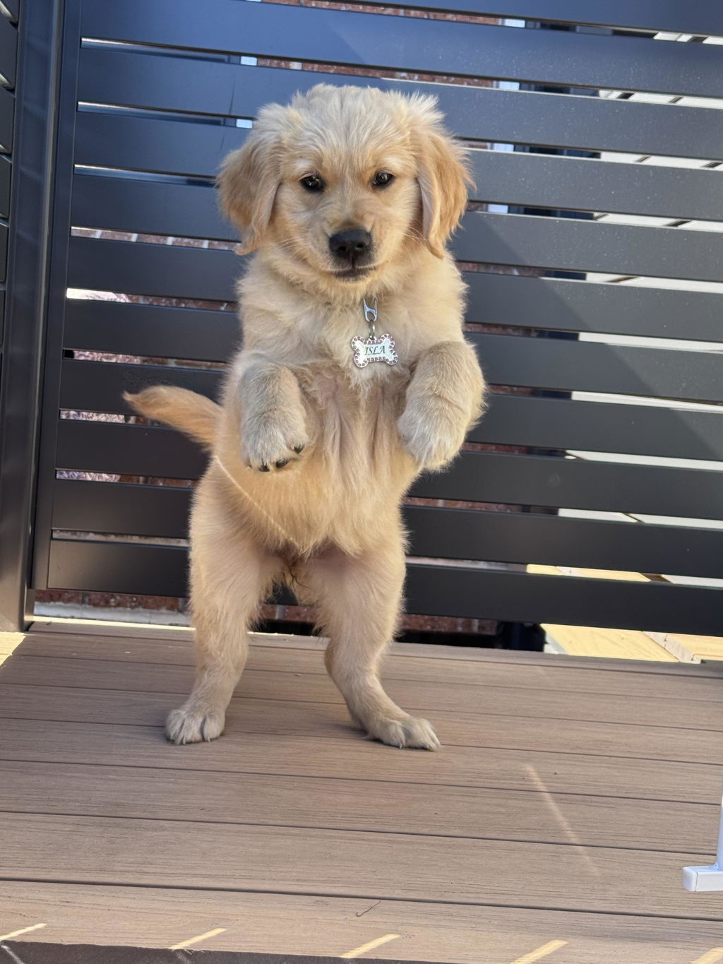 Bone Dog Tag - Glitter