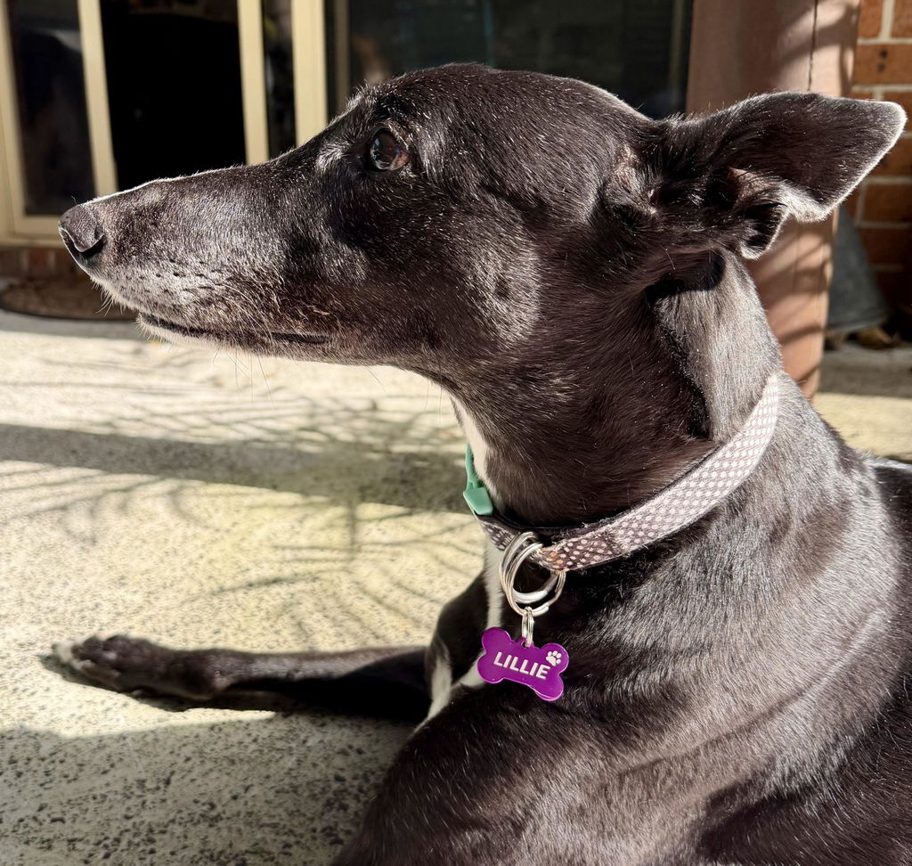 Purple Aluminium Bone Pet ID Tag – Personalised Engraved