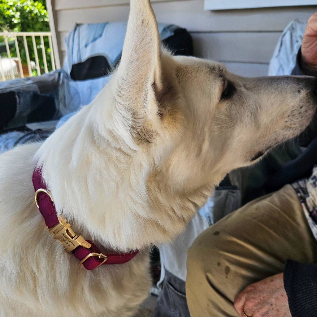 Luxury Velvet Dog Collar - Engraved