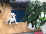 Pet Impact Customer review photo