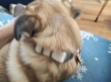 ◀Pugzu Daddy▶ 🇬🇧◀Pugzu Daddy▶ 🇬🇧 review photo