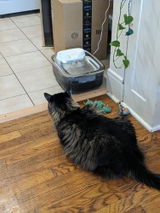 1.8-Gallon Plug-in Pet Water Fountain - F1 Model