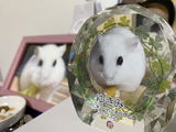 ゆきみの主 review photo