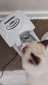 Cat C. review photo