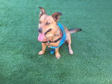 @happypupsanddogs review photo