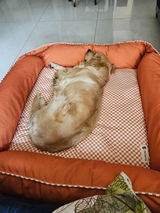 Luna: the golden retriever review photo