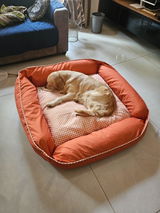 Luna: the golden retriever review photo