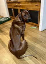 DG Sefton review photo