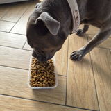 Bulldog owner review photo