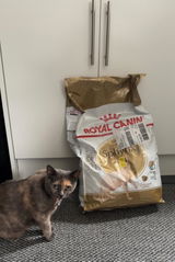 Shirlthegirl review photo