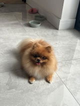 Nhylmz review photo