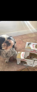 Pippa review photo
