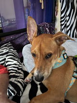 Rhonnie review photo