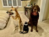 Brody & Layla review photo