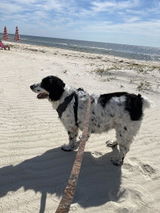 Dottie B. review photo
