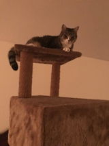 Lind V. review photo