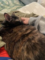 Sadie review photo