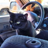 Cat review photo