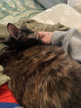 Sadie review photo