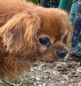 Buckingham Cavaliers & Blitzenhaus Working Dogs review photo