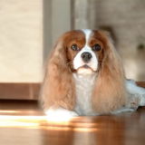 Buckingham Cavaliers & Blitzenhaus Working Dogs review photo