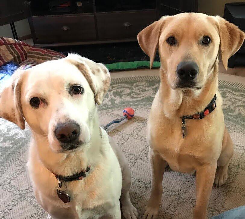Plant-Based Dehydrated Dog Food | Whole Food Mixer