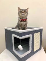 Zaatar the cat review photo