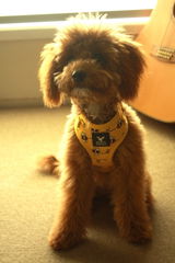 Busy Bee | Adjustable Dog Harness