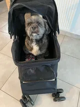 Bella review photo