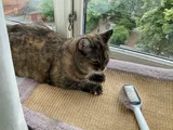 Olivia review photo