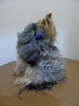 Kasper review photo