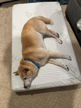 Kelvin review photo