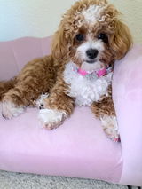The Doodle Trio Family review photo