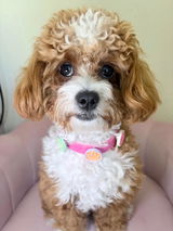 The Doodle Trio Family review photo