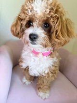 The Doodle Trio Family review photo
