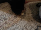 Freeze Dried Egg Pet Treats 50g