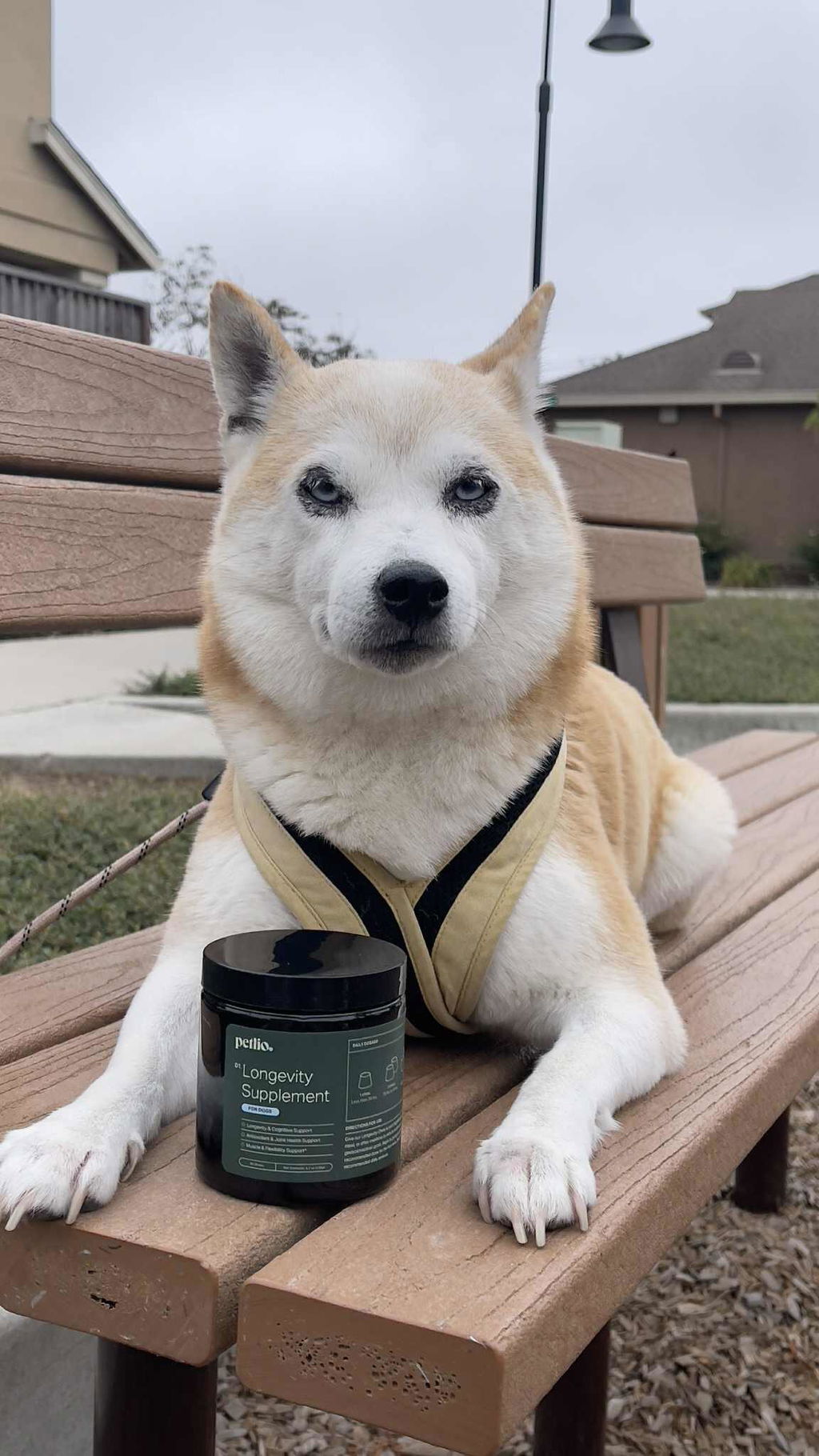 Longevity+ For Dogs