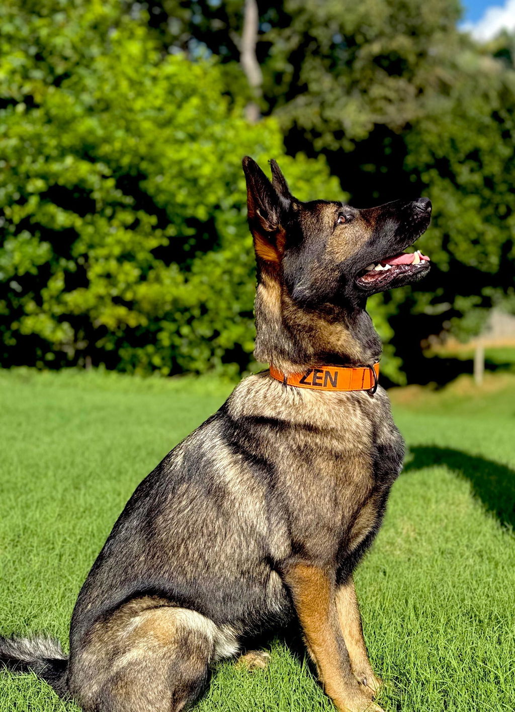 Longevity+ For Dogs