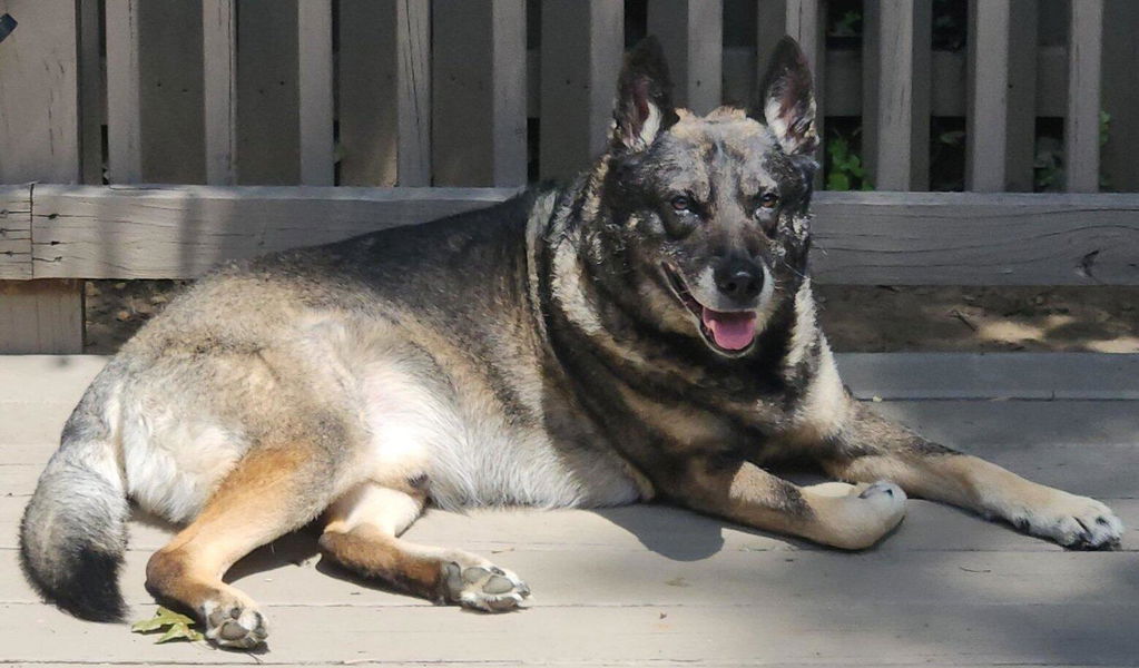 Longevity+ For Dogs