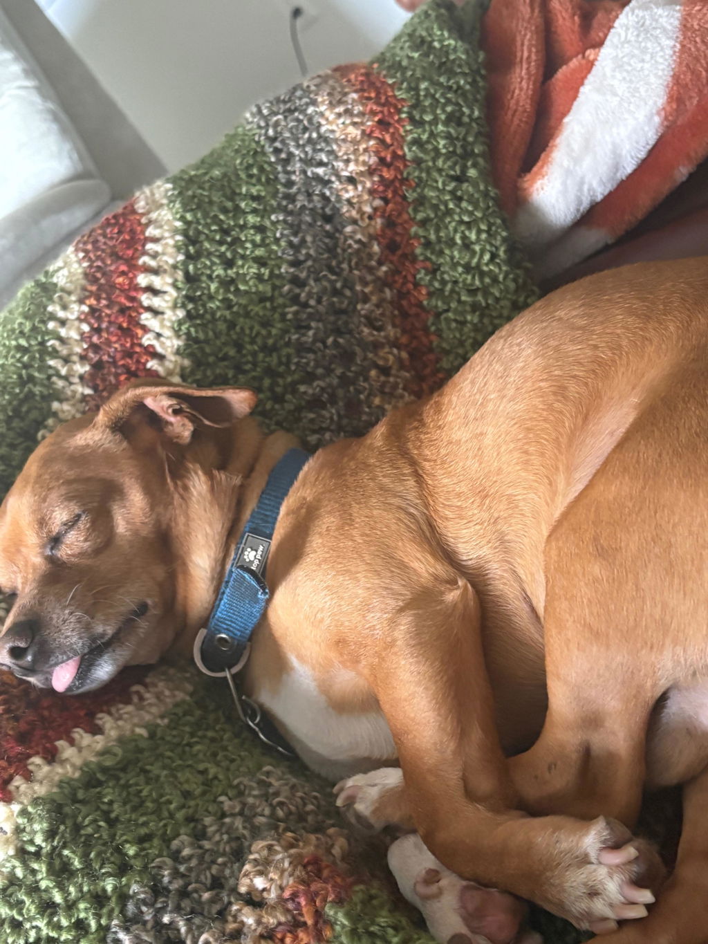 Longevity+ For Small Dogs  |  (24lbs or less)