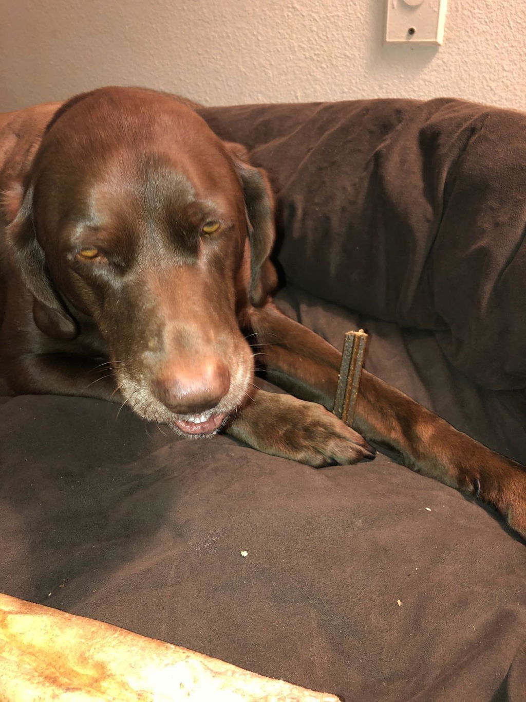 Longevity+ For Dogs