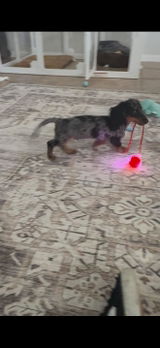 Vinny’s toy review photo