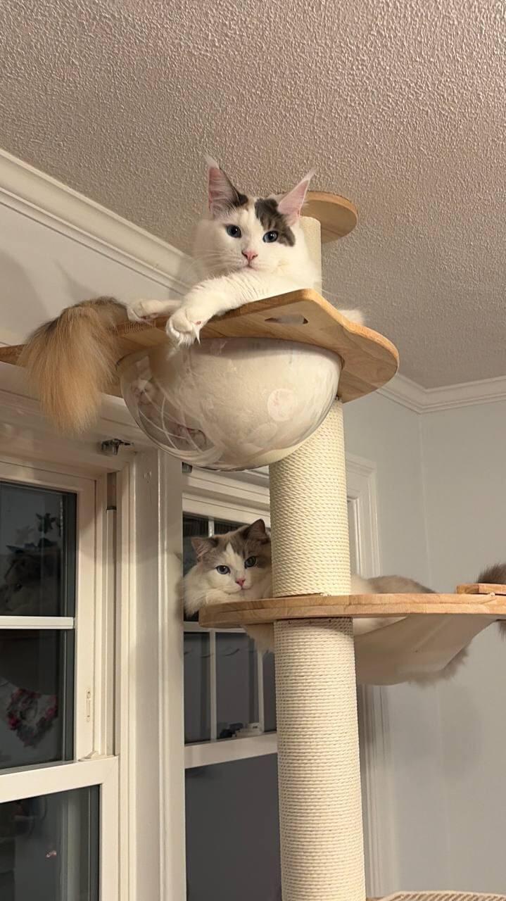 PETOMG Adjustable Floor to Ceiling Cat Tree | Modern Cat Tower for Large Cats