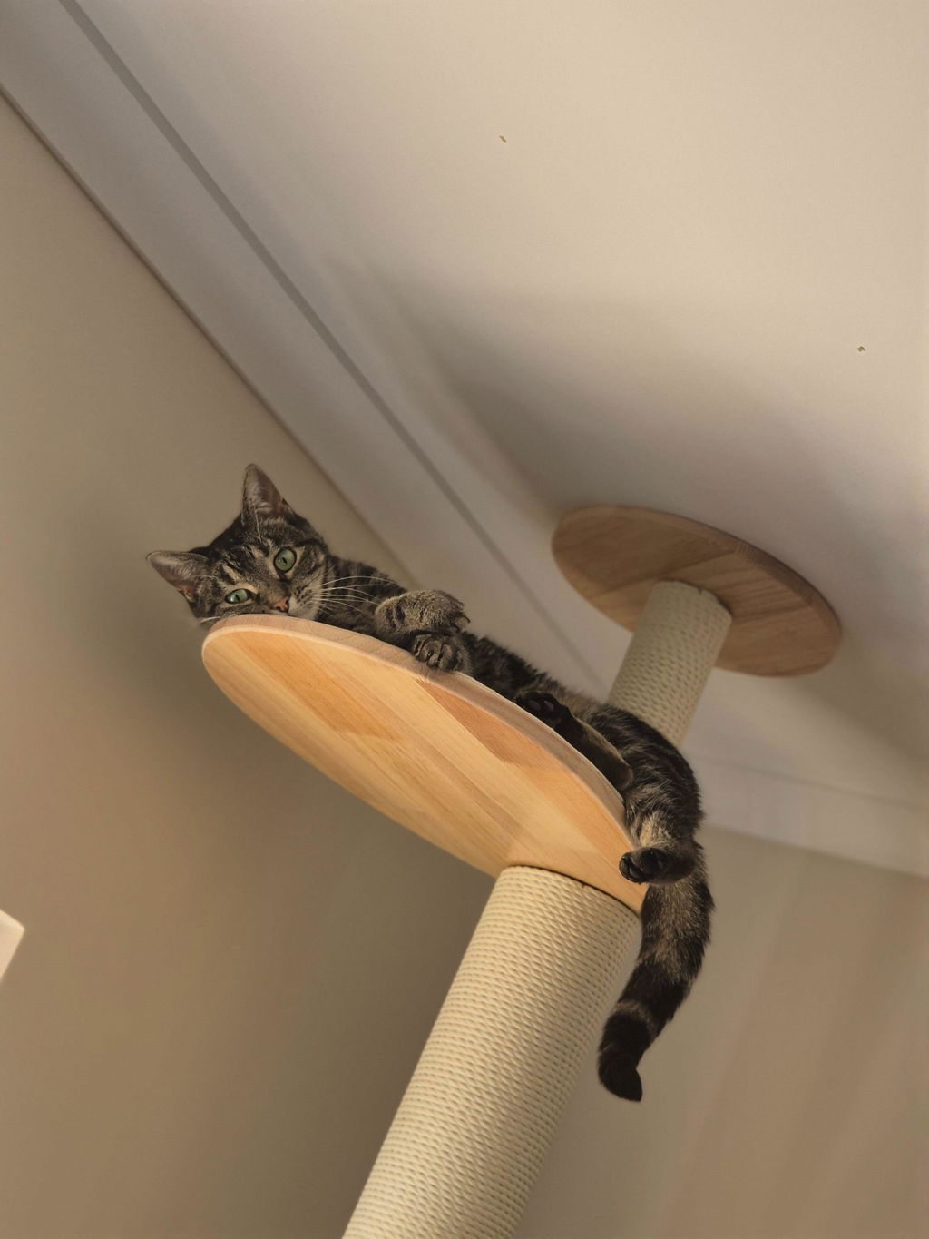 Cat Wall Bubble Bowl,CM09